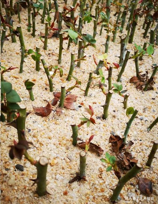 月季扦插只能等明年开春了,扦插小技巧,请先收好!