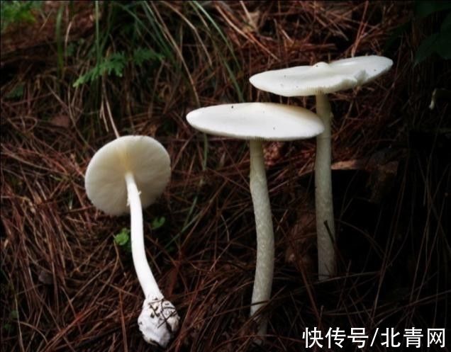 死亡率|死亡率极高！贵州人很爱吃的这种野味，又到中毒高发期