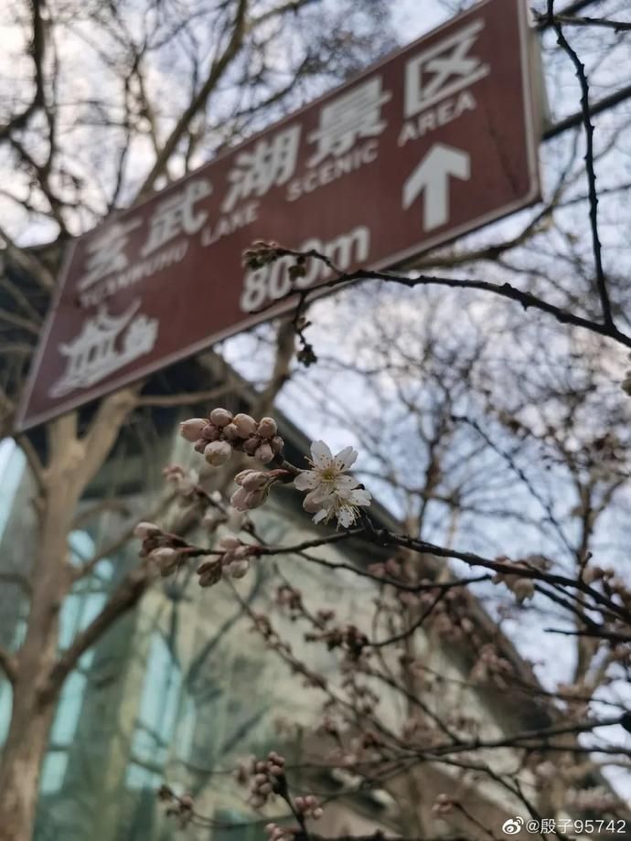 鸡鸣寺“消息树”开花啦！