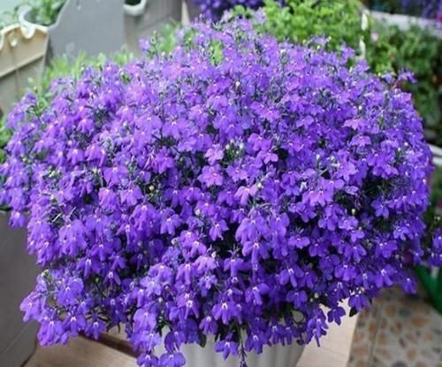 几种花开花漂亮又好养,花儿轻松开爆盆,对待新手很友好