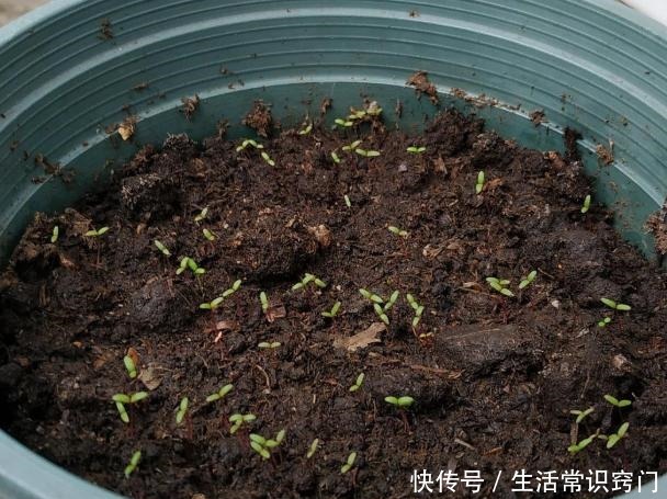 撒下一颗小小的种子,能开出一百多朵的花,太美太好养了!