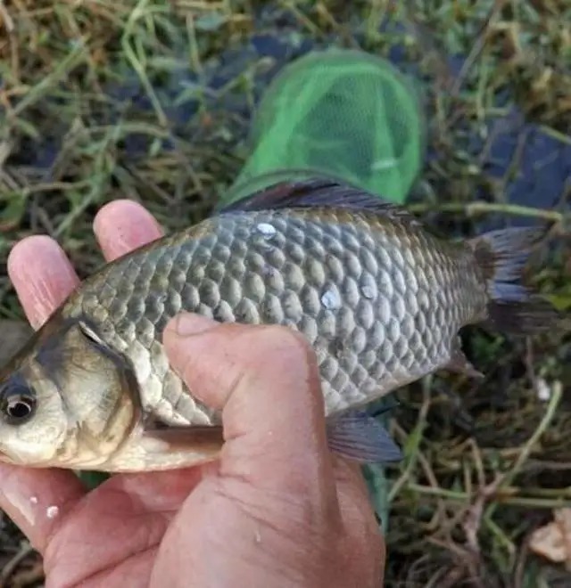 秋天应该怎么钓鲫鱼，酒米+蚯蚓好像不管用了
