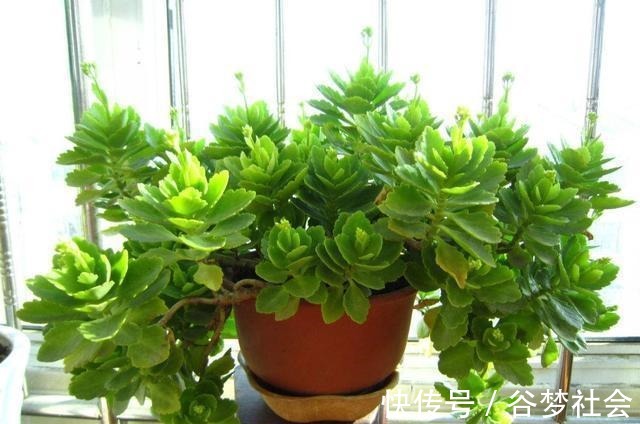 花花朵|长寿花养护技巧,做到了此几点,保证长寿花花朵大叶子绿!