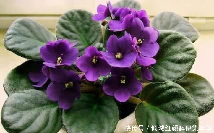 “5种花”是爆盆能手,好养易活,直接开成“花海”,太美了!