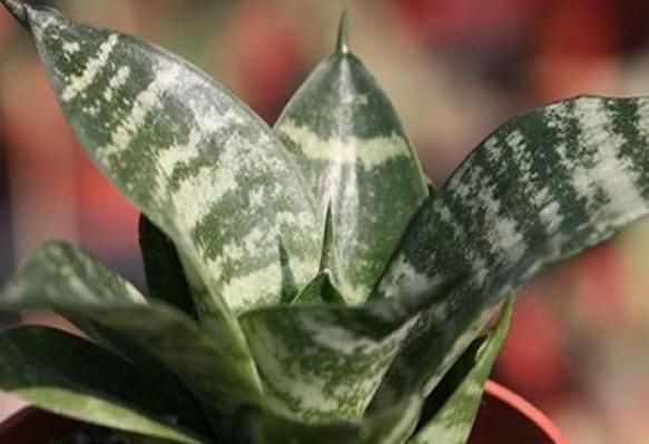 虎皮|虎皮兰入夏,一定不缺“它”,新芽“翻个”长,盆盆叶片1米高