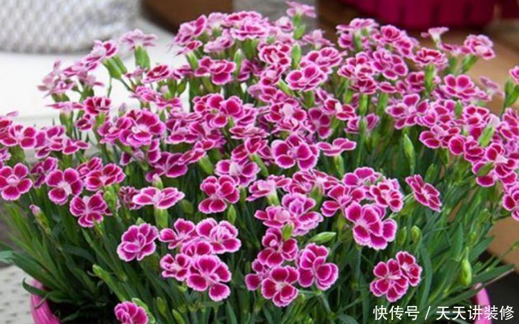 养花就养4种花,家里养一盆,花形别致,散发芳香,你养了吗?