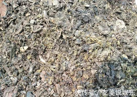 土壤|4种垃圾不会分类别担心，埋在花盆底，叶子绿得直滴油！