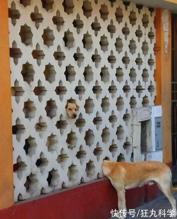 长颈狗|全球的猫都想屏蔽这个日本人,他到底做了多少沙雕手办?