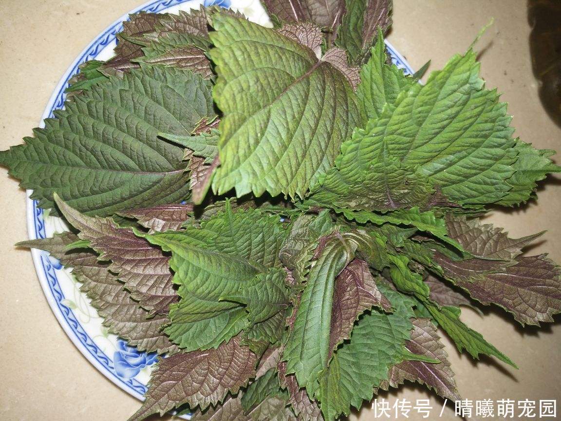 紫色|农村常见的5种野生蔬菜,城里人贼喜欢,健康美味有营养