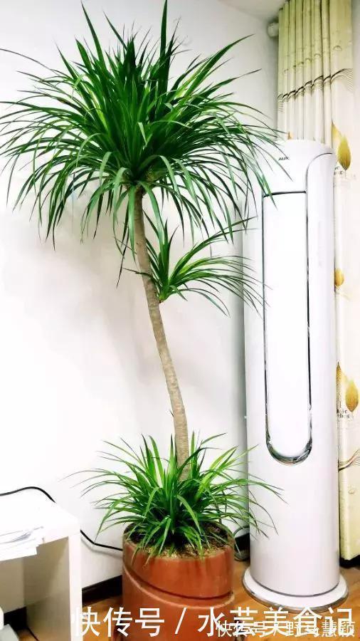 龙血树|这6种花是“天然净化器”,家中养1盆,潜伏的甲醛也会吸干净!