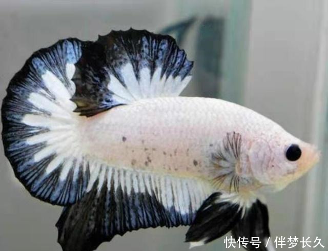 饲养观赏鱼想不死鱼,就要把以下简单的事情重复做,做到熟练为止