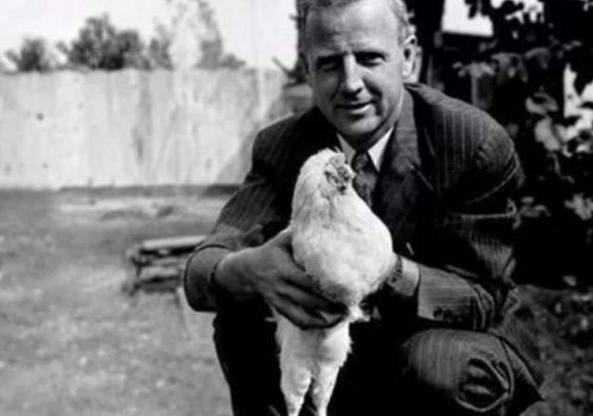 美国无头鸡麦克头被砍掉,却活了18个月,还在全国巡演