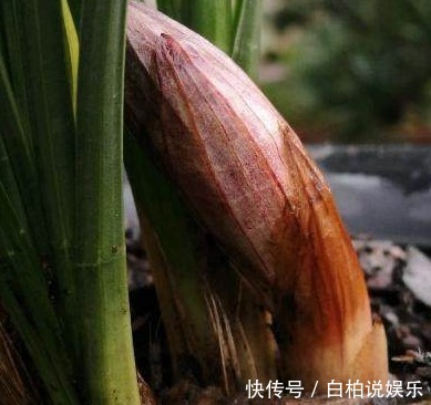 这1种东西吃剩了别扔了,当做肥料放进盆栽,兰花疯长发芽开花!