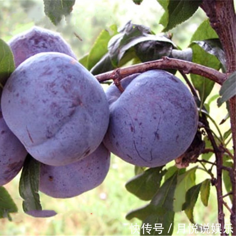 不骗你,路上碰见这种树苗,多挖几颗回家种,来年就换宝马