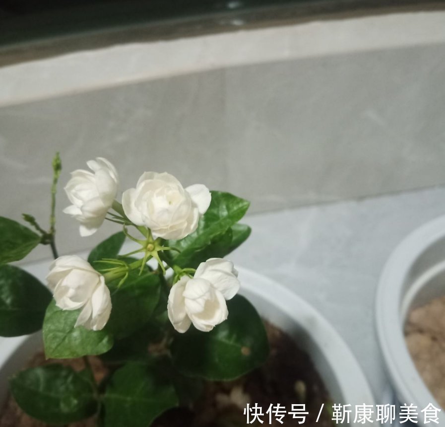 茉莉年年冬天死?症结就在这5点,做好了没毛病