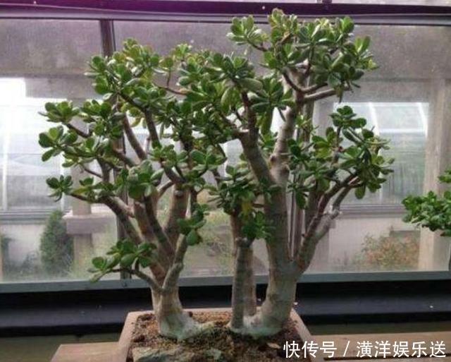 枝干|玉树四季常青，养护得当根茎木质化，养出价值高“老桩”