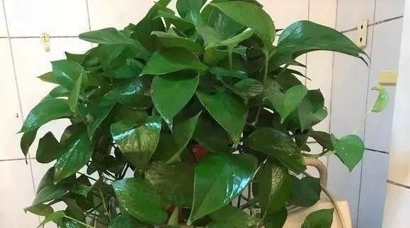 20年花农告你个秘密,浇花就用“啤酒+药片”,一星期就蹿上房顶