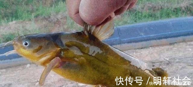 垂钓|夏季钓黄颡鱼,都说家禽内脏效果好,这里却藏着一个“必杀公式”