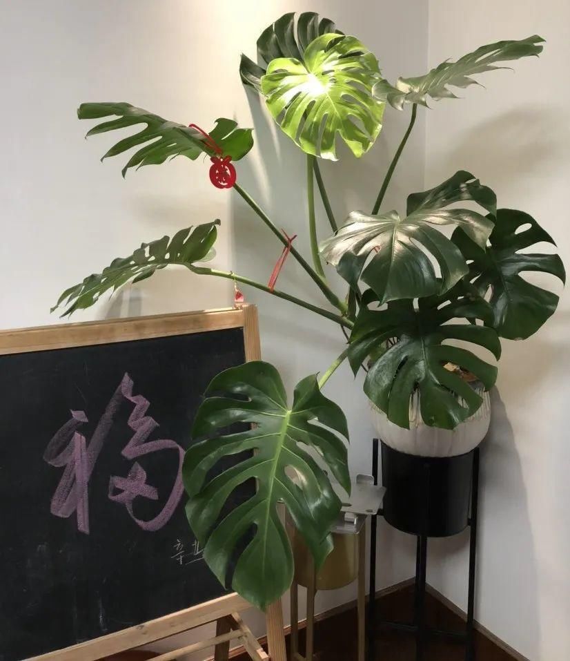 香味|卧室不能养的花,对身体有大危害,一盆也不行