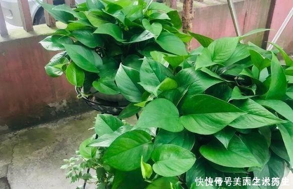 上当|6种耐阴花,养了“不上当”,室内百搭盆栽,摆在角落也爆盆!