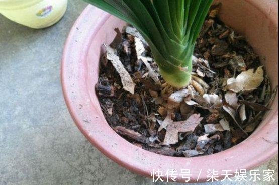 4种花爱“吃土”，1年不换盆，盆里全是根不见土，换盆才能长好