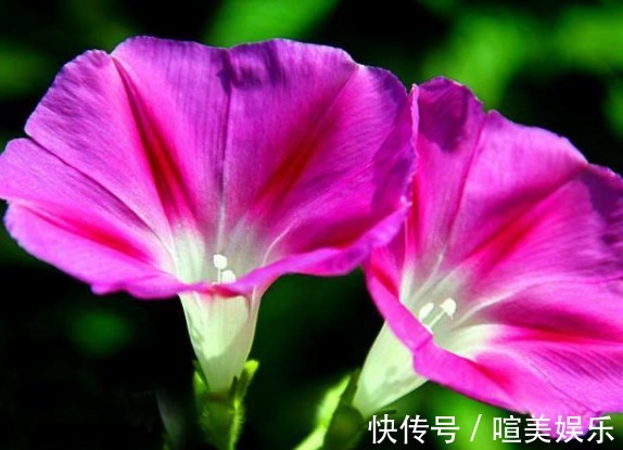 喜欢养花，不如养盆使君子，丢水不管不问，花叶轻松爆满盆