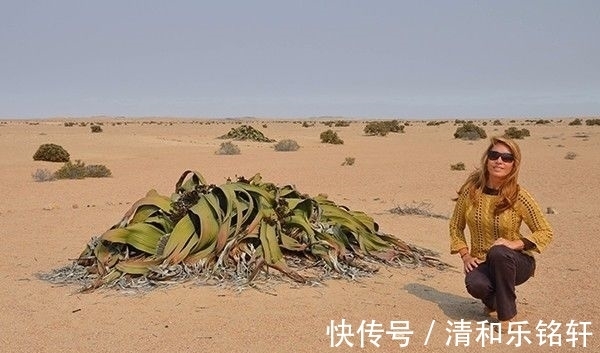 植物界奇葩TOP20，眼界又被刷新了！