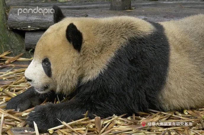  小龙女|当大熊猫遇上《神雕侠侣》