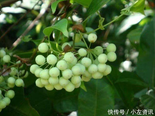 风湿骨痛|农村娃吃到吐的一种野果,没想到是风湿骨痛的克星!