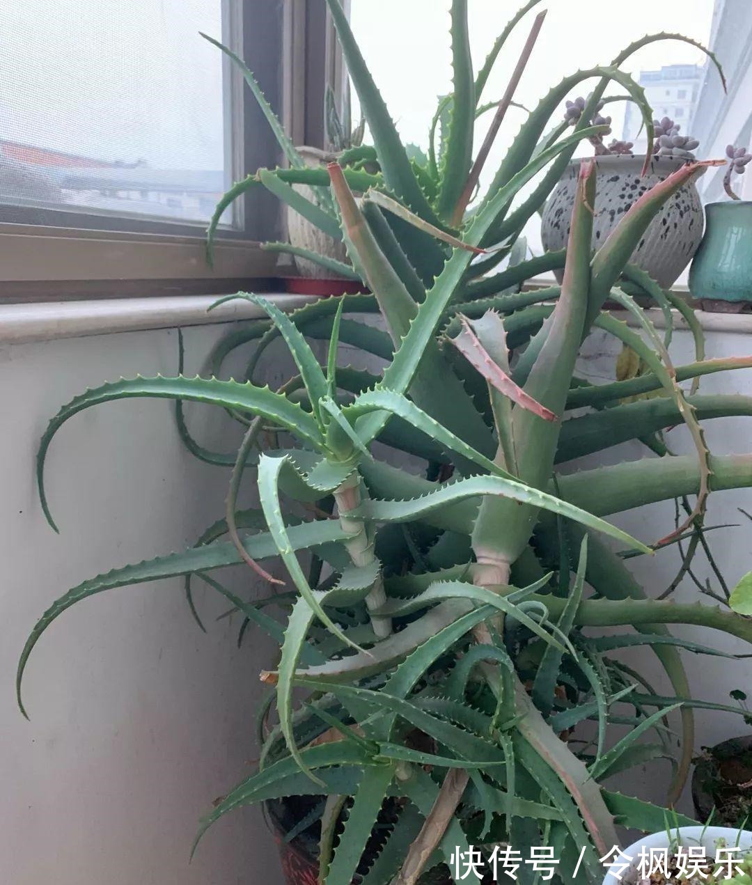 老中医最爱的8种花,一盆堪比小药箱,摘片叶子就能泡水喝!