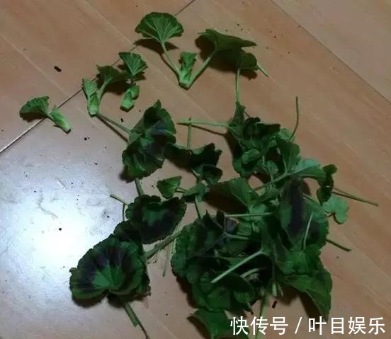 1种花太疯狂,花开300多天,剪根枝条插水里就活,当年就开花!