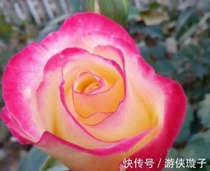 有机肥|月季花为什么开花越来越浅,颜色越来越淡,3个原因区分对待