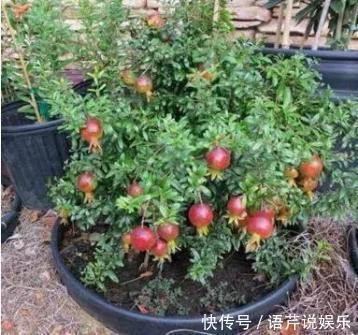 水果|立秋后，几粒“种子”扔盆里，10天成盆栽，来年“果子”挤爆盆