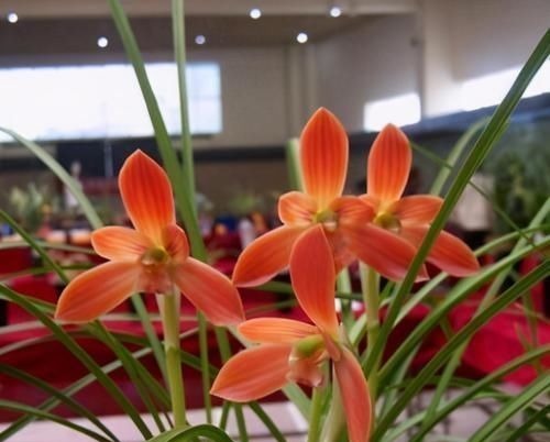 此兰是“国兰第一红”,花色艳丽,花开出架,养护简单,自带仙气