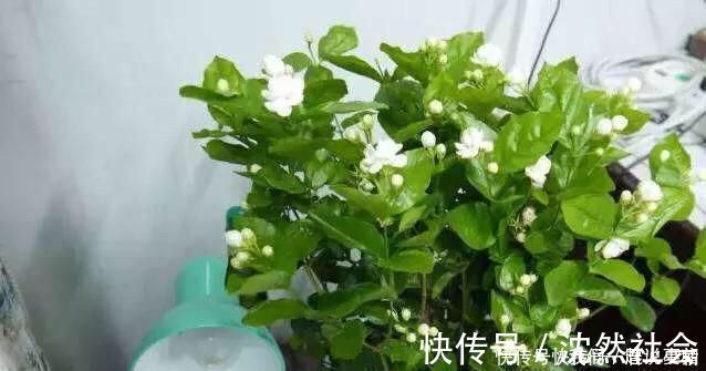 修剪|养茉莉花，只用了一个小诀窍，花开的又多又香，太赞了
