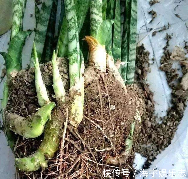 打开虎皮兰这个神秘机关,疯狂冒芽摁不住,简直把盆撑炸!