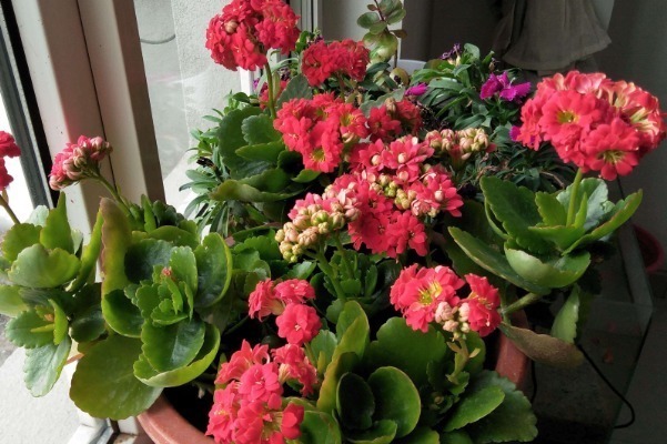 花语|此花寓意长命百岁,象征长寿安康、多子多孙,是传统的长寿之花!