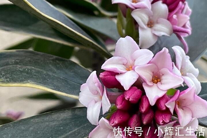 想让瑞香开花多,一多二勤要牢记,花团锦簇真美丽