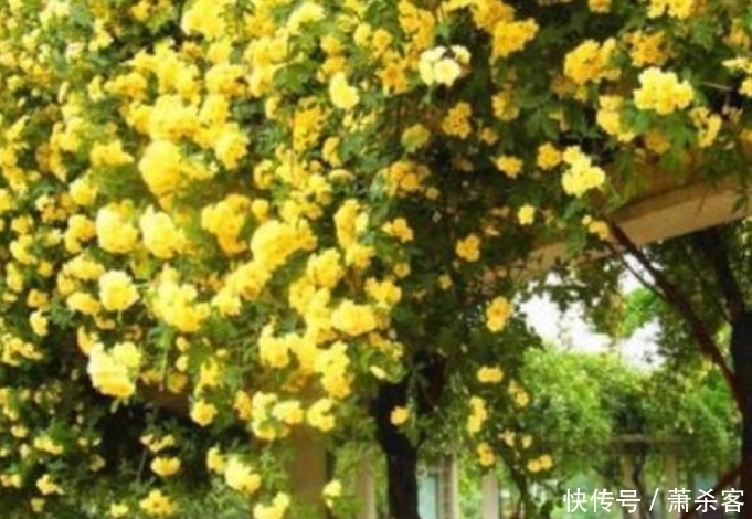 4种花养家里,满屋飘香,好养又漂亮,爆起盆阳台美成“花海”!