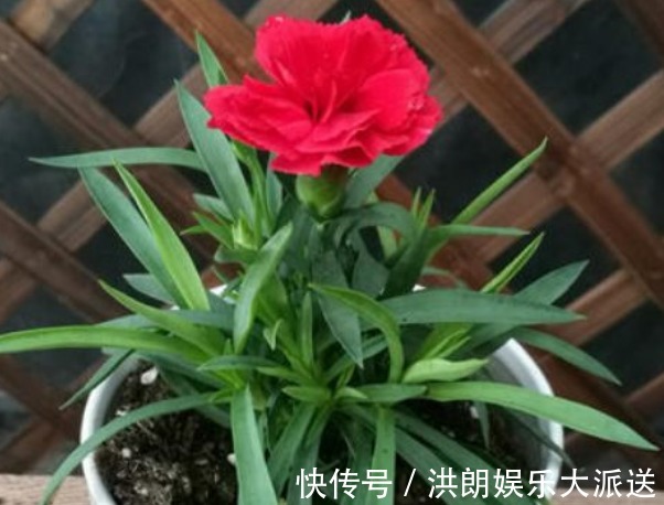 康乃馨|新手养花,不如养盆花中精品“康乃馨”,花朵雍容富丽,绚丽娇艳