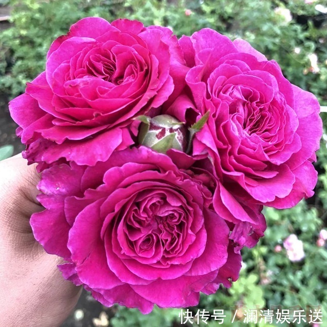 花朵|“女人香气”月季花,香味够“性感”,花朵够娇艳!挺好养!