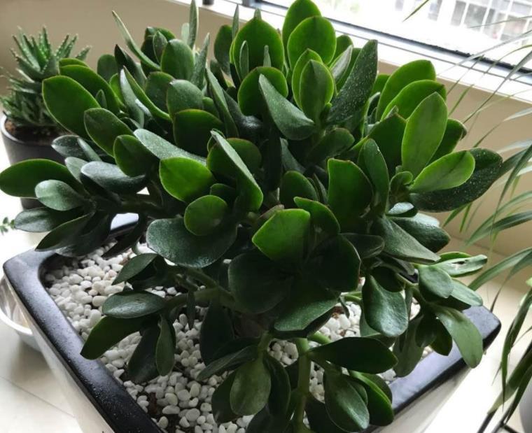 修剪|养玉树,1个月剪1次,植株不休眠,新芽蹭蹭窜,2年成老桩