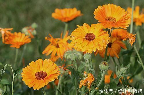 金盏菊,是一种药材,还是一种食材,更是赏花界一道靓丽的风景线