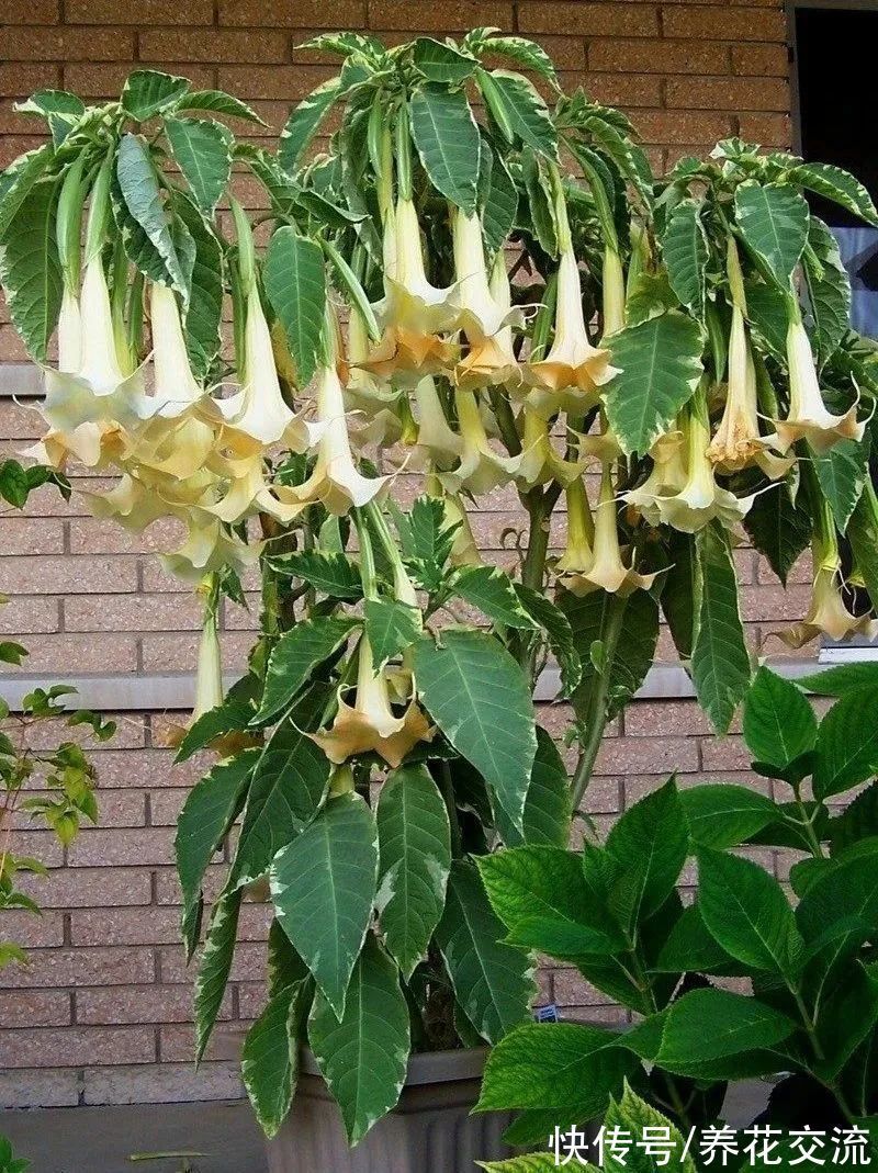 5种长相奇特的开花植物，南北地区都有合适的品种可选