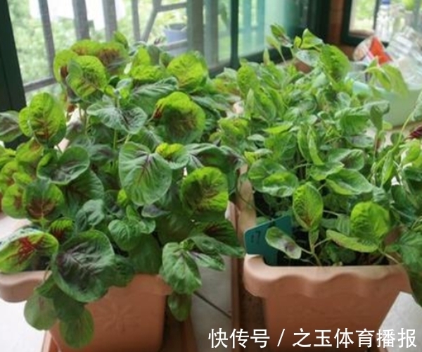 苋菜可以种到阳台上？掌握以下几点，整个阳台生机勃勃！