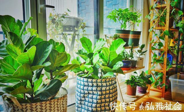 冬至后养花，记住4个口诀，花卉不黄叶、不烂根，新叶蹭蹭长