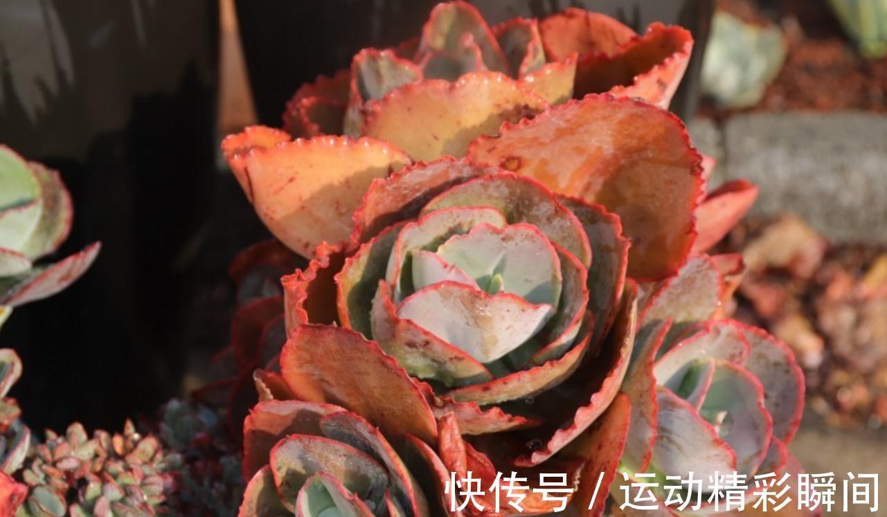 多肉小苗别急着控养,做好这四点,轻松控养出漂亮的多肉