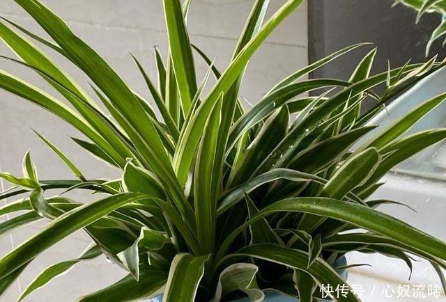 初秋给吊兰“整整型”，做好两件事，变成飘逸“小老桩”！