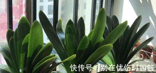 什么复合肥、淘米水,都不如1种东西,捡一些丢盆里,养啥花都旺