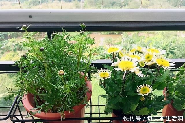 养花最忌讳的3种行为,每一个都会植物产生伤害!